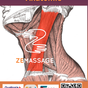 Stage Anatomie